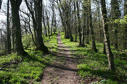Bild 1: Wanderweg in einer Naturwaldzelle im Siebengebirge