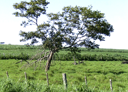 Einsamer Baum paraguay sunny33