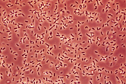 Bacillus Subtilis
