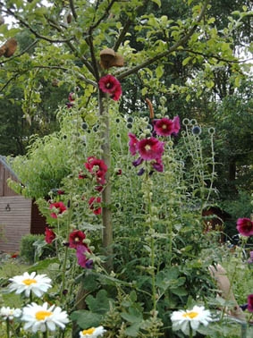 Stockrosen k�nnen ein Beet im Hochsommer v�llig dominieren