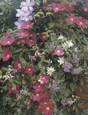 Kletterpflanze Clematis