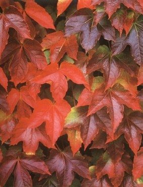 Wilder Wein im Herbst