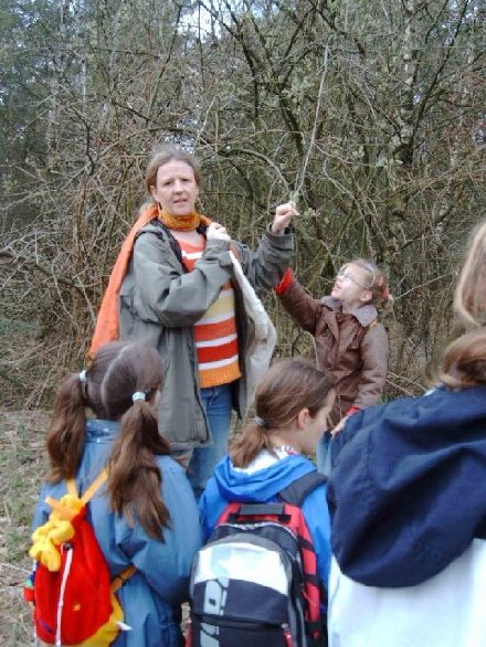 'Wildbienen ern�hren sich von Weidenk�tzchen'