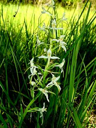 Waldhyazinthe