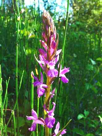 Sumpfknabenkraut braucht Sumpfboden