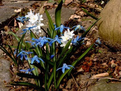 Blausternchen