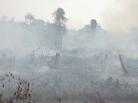 Regenwald in Kalimantan brennt fr Palml-Plantagen