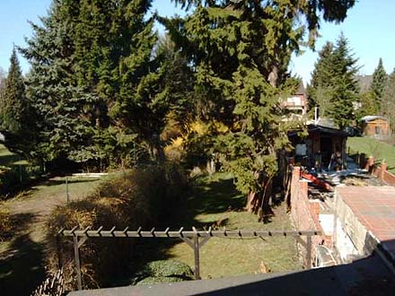 Riesige Nadelb�ume in kleinen G�rten