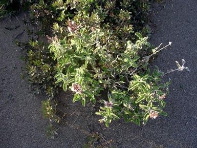 Gew�rz- und Arzneipflanze Salbei - hier im D�nensand