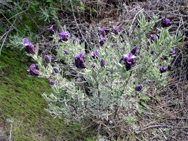 Schopflavendel - im Gegensatz zum �normalen� Lavendel in Deutschland nicht winterhart 