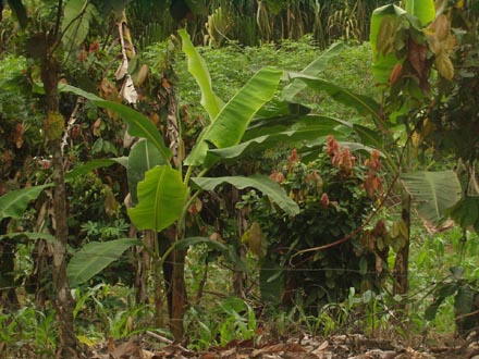 Bananenstauden