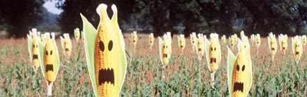 Greenpeace-Protestaktion gegen Gen-Mais